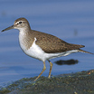 Common Sandpiper